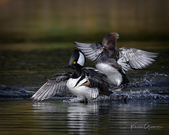 Hooded Mergansers