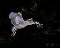 Black-crowned Night Heron