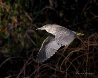 Black-crowned Night Heron