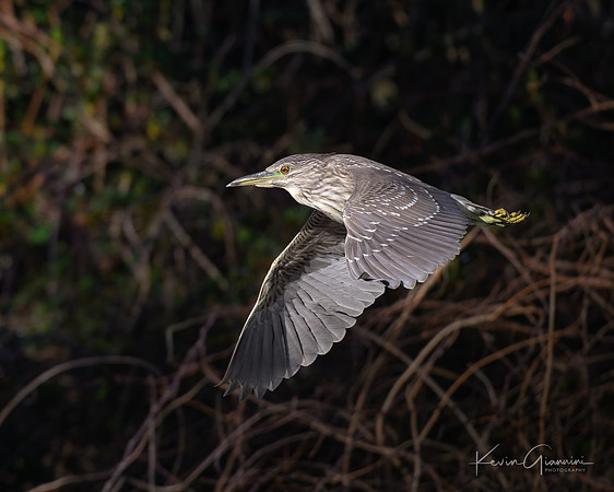 Black-crowned Night Heron