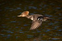 Hooded Merganser