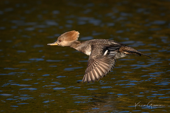Hooded Merganser
