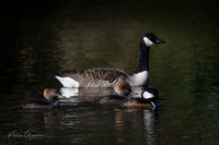 Canada Goose with friends