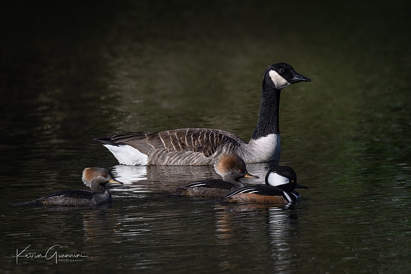 Canada Goose with friends