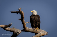 Blad Eagle