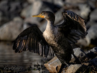 Cormorant