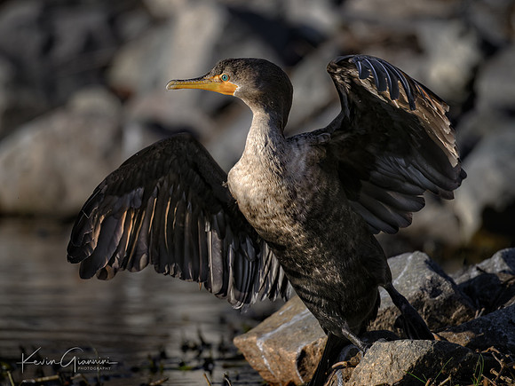 Cormorant