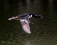 Hooded Merganser