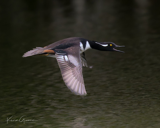 Hooded Merganser