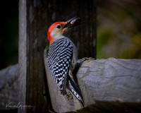 Red-bellied Woodpecker