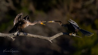 Anhingas