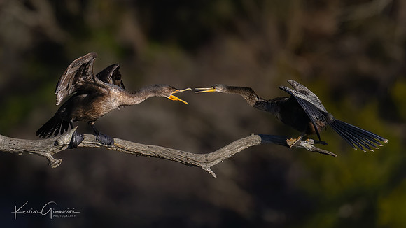 Anhingas
