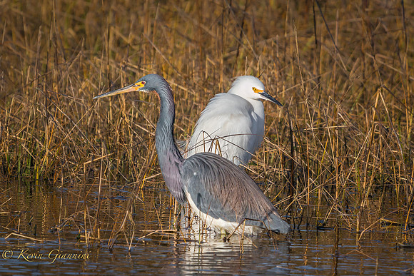 Tricolored Heron and Egret