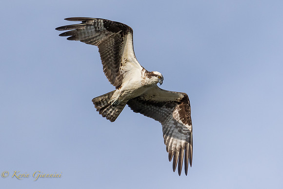 Osprey in flight