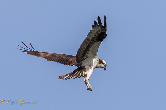 Osprey in flight