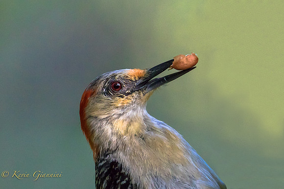 Red-bellied Woodpecker