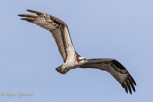 Osprey in flight