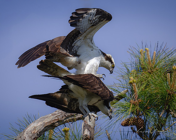 Osprey pair