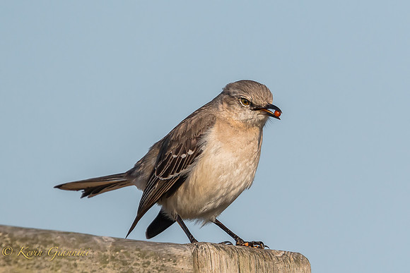 Northern Mockingbird
