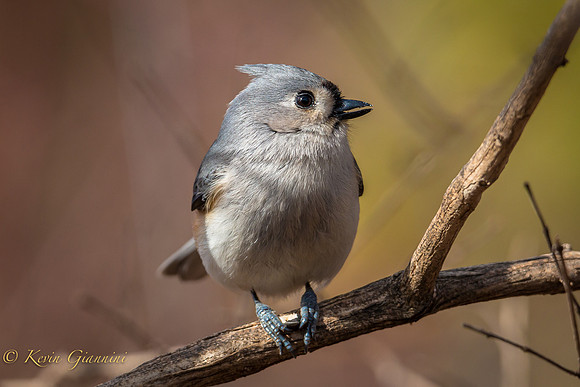 Tufted Titmouse