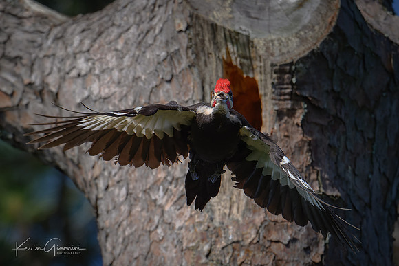 Pileated Woodpecker