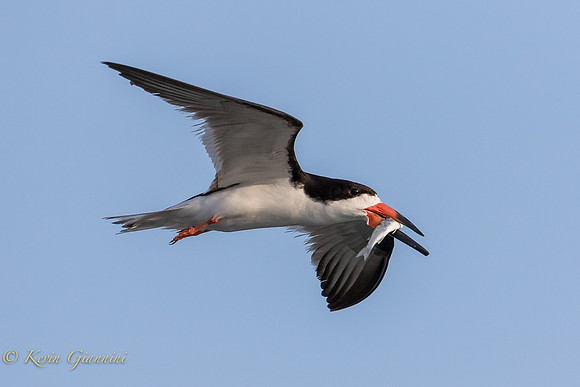 Black Skimmer