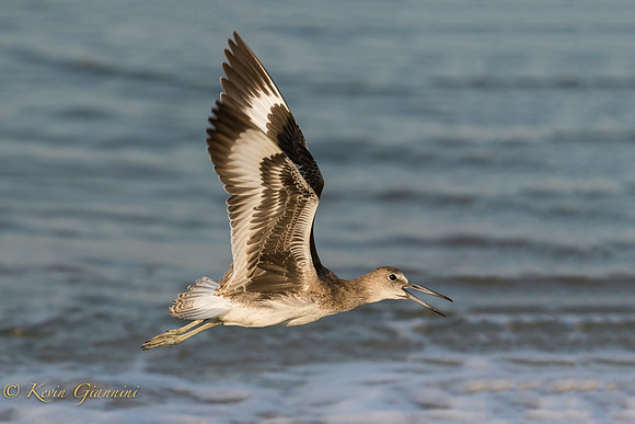 Willet