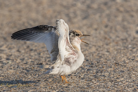Baby tern stretching
