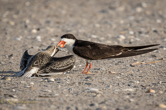 Adult Black Skimmer and Juve