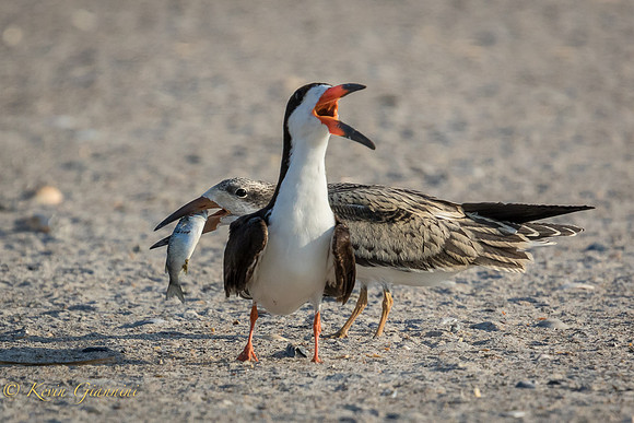 Adult Black Skimmer and Juve