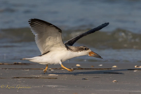 Juvenile Black Skimmer