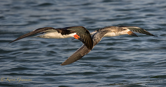 Adult and Juvenile Skimmer