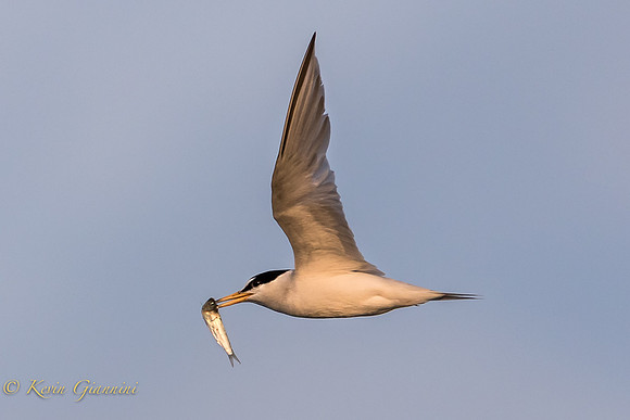 Tern with fish
