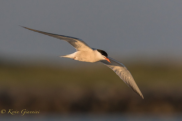 Tern in flight