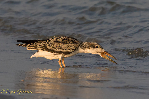 Juvenile Black Skimmer