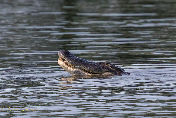 Alligator