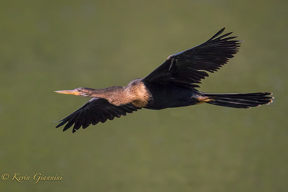 Anhinga in flight