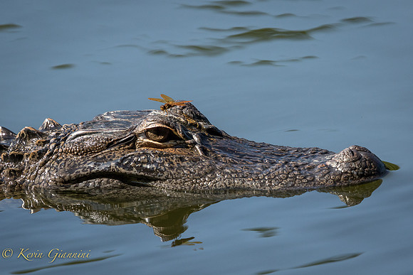 Small Alligator