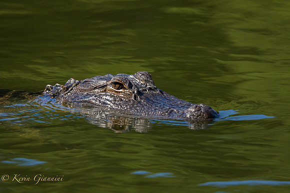 Small Alligator