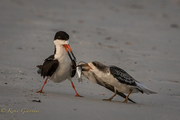 Adult and Juvenile