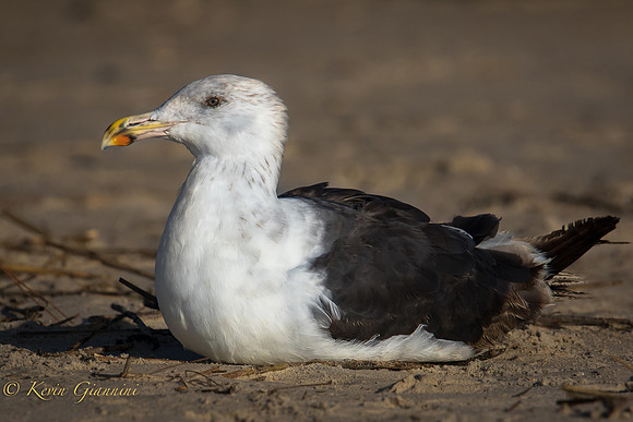 Great Black-Backed Gull