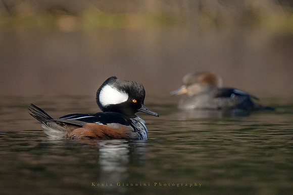 Hooded Merganser couple