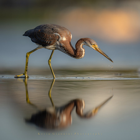 Tricolored Heron
