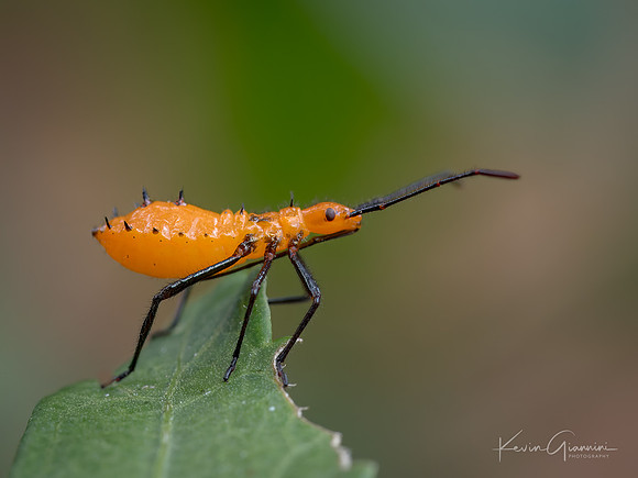 Mildweed Assassin Bug Nymph