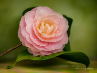 Flower Macro