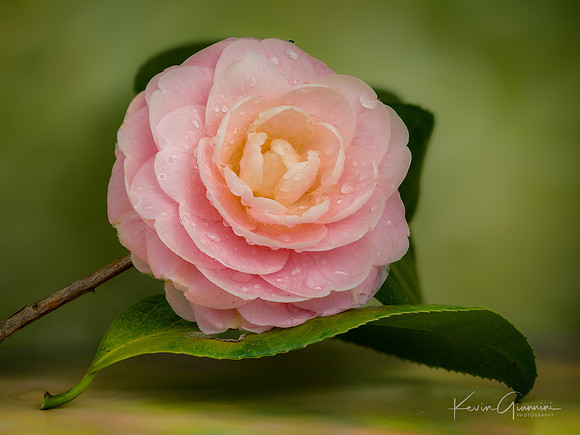 Flower Macro