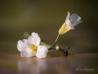 Flower Macro