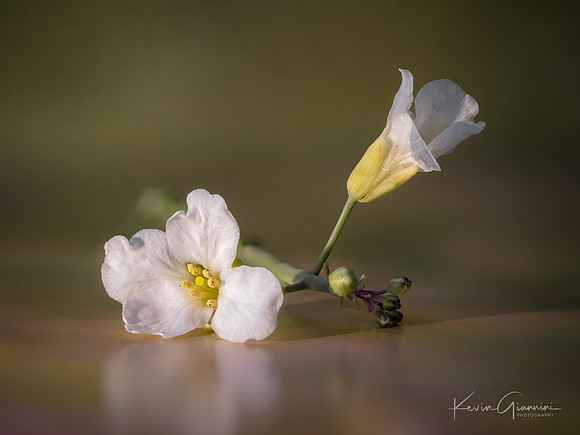 Flower Macro