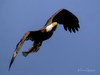 Bald Eagle with Fish