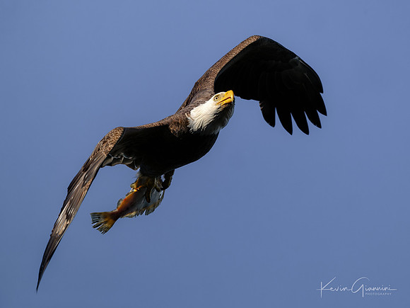 Bald Eagle with Fish